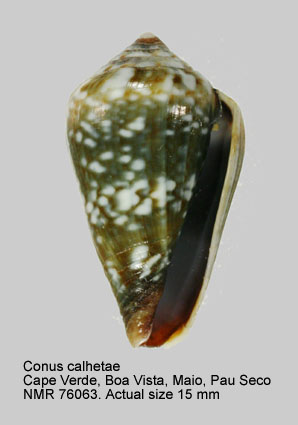 Conus calhetae.jpg - Conus calhetaeRolán,1990